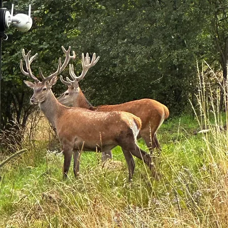 Brown Deer - By Deer Hills Luxury Kocon