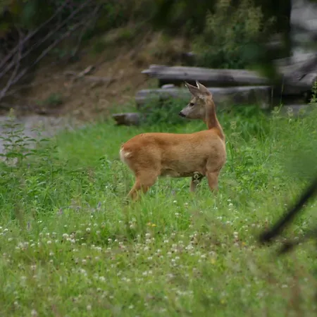 Brown Deer - By Deer Hills Luxury