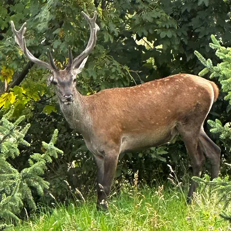 Brown Deer - By Deer Hills Luxury * Kocon