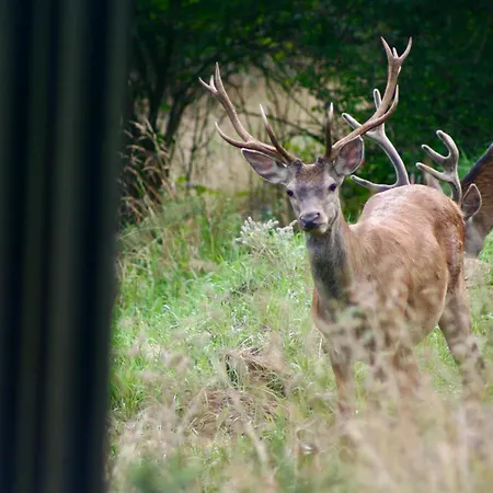 Brown Deer - By Deer Hills Luxury Kocon